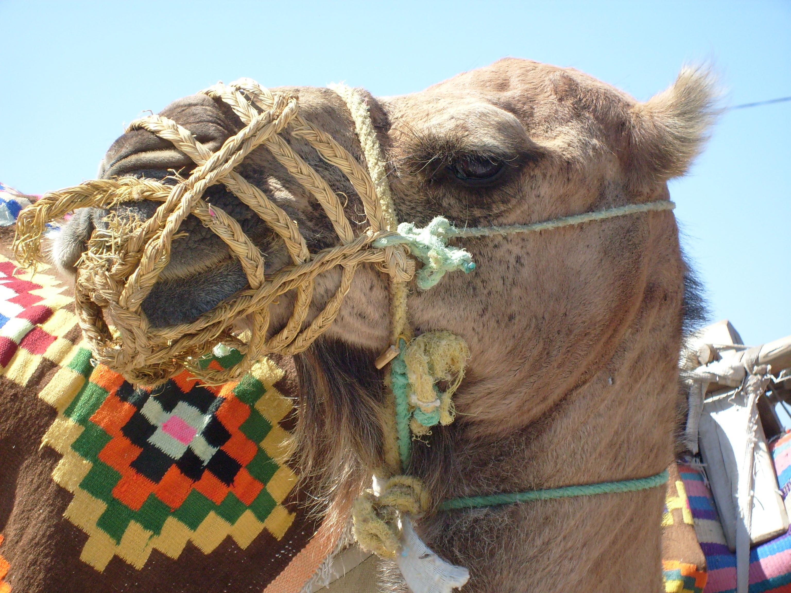 Hammamet Foto: 7 van 9