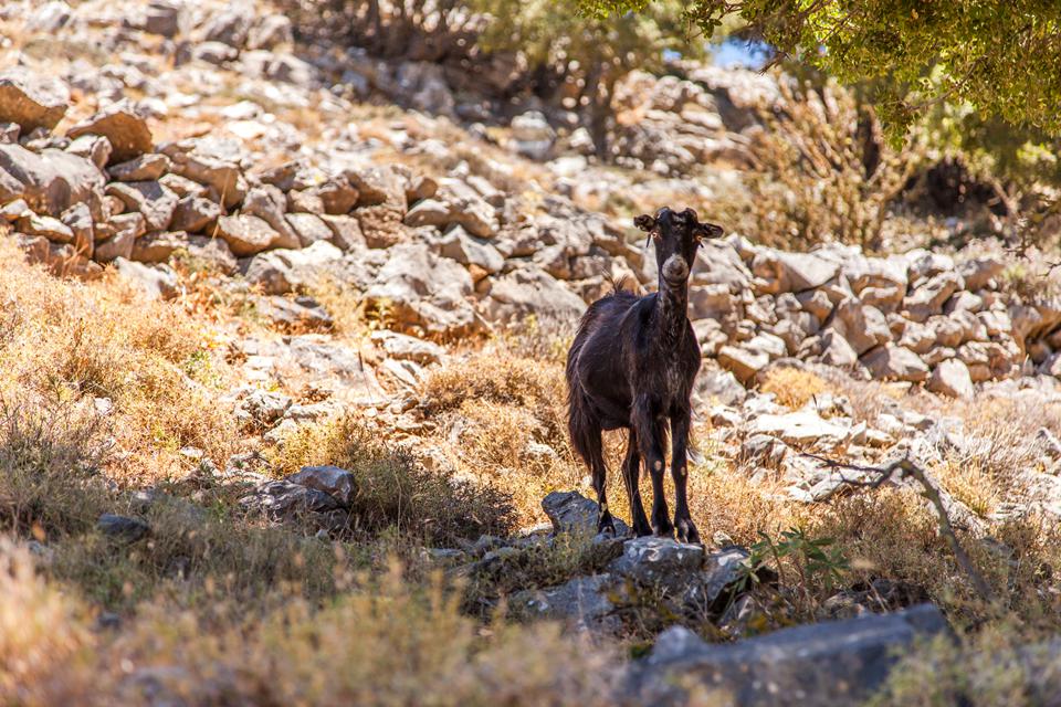 Ierapetra – Koutsounari Foto: 3 van 4