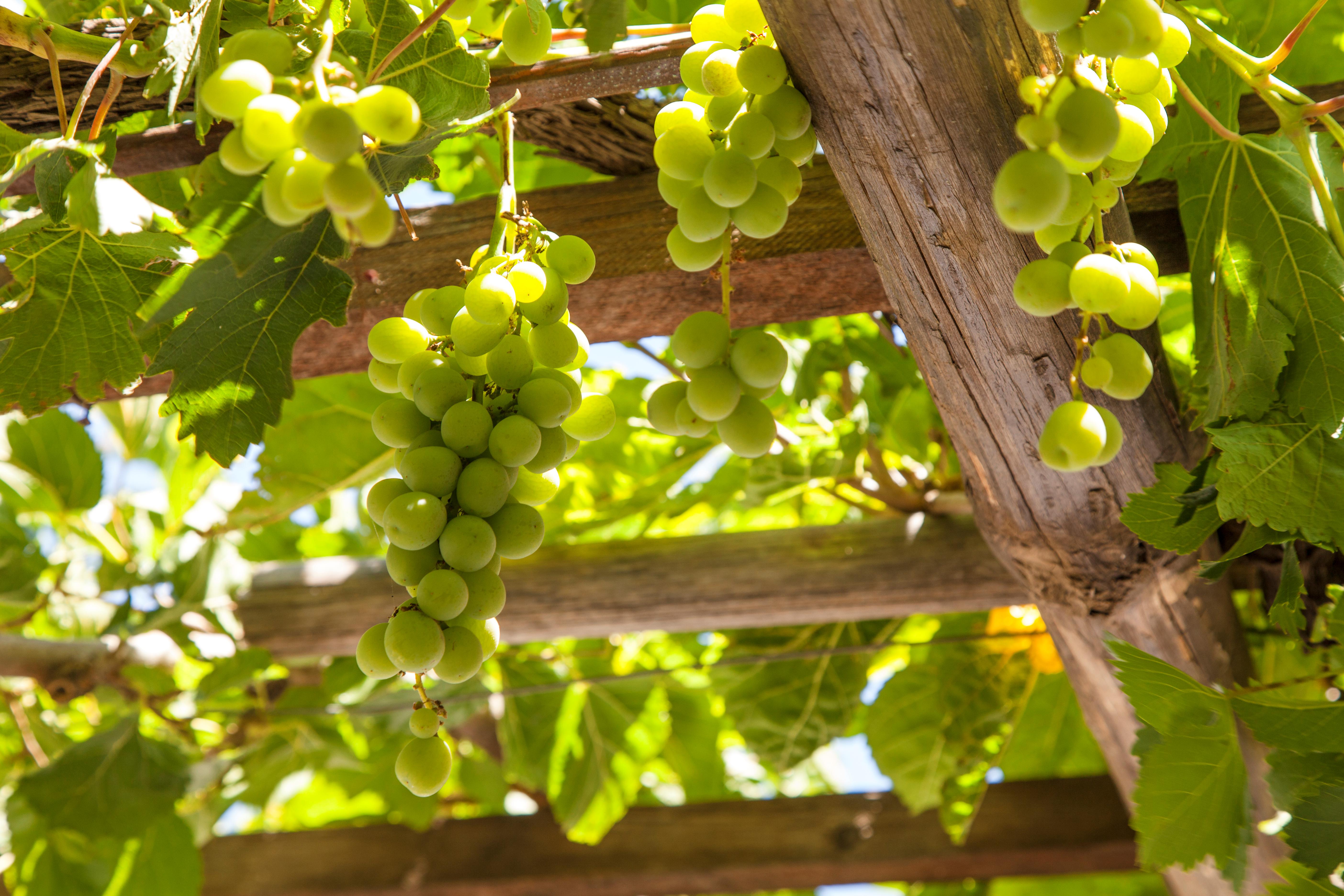 Ierapetra – Koutsounari