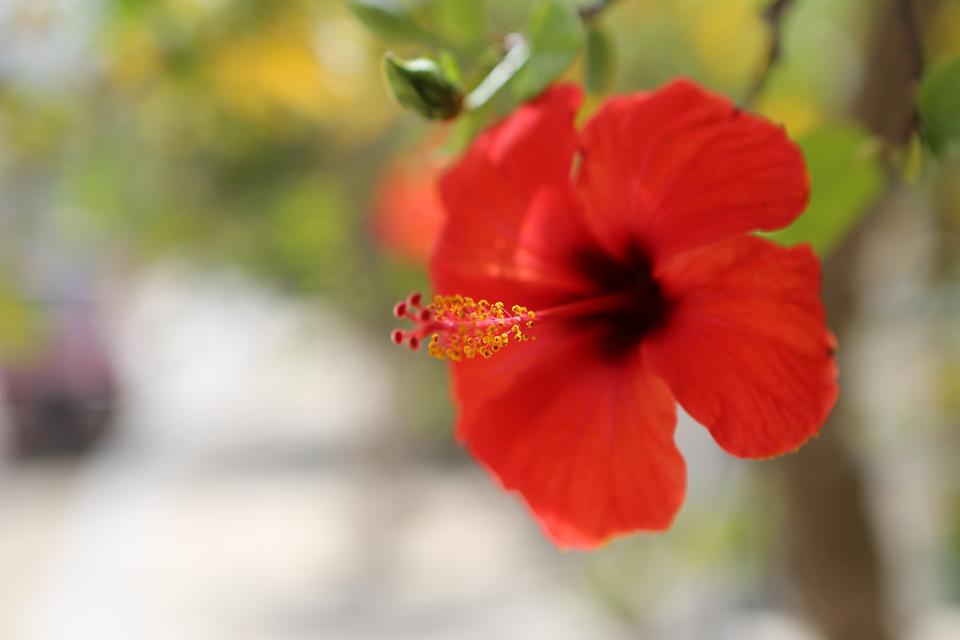 Lepeda Foto: 6 van 6