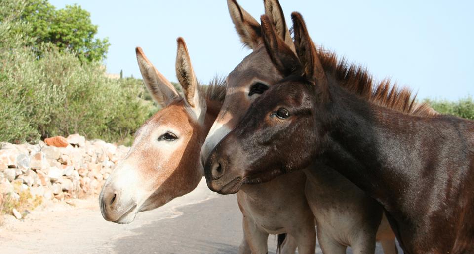 Keramies Foto: 3 van 5