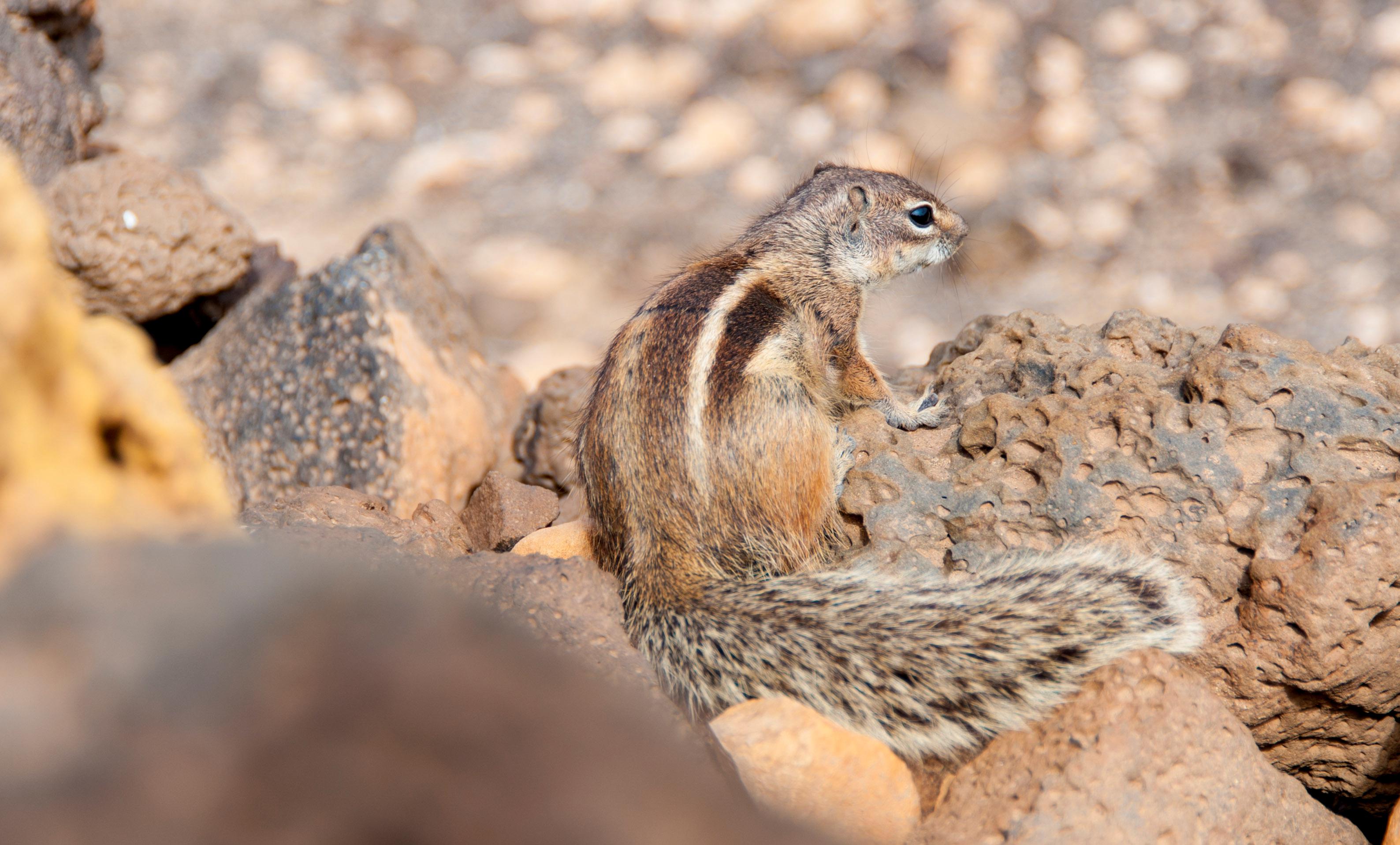 Fuerteventura Foto: 12 van 25