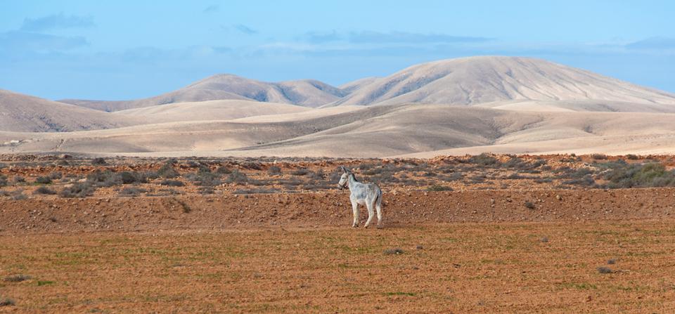 Fuerteventura Foto: 13 van 25