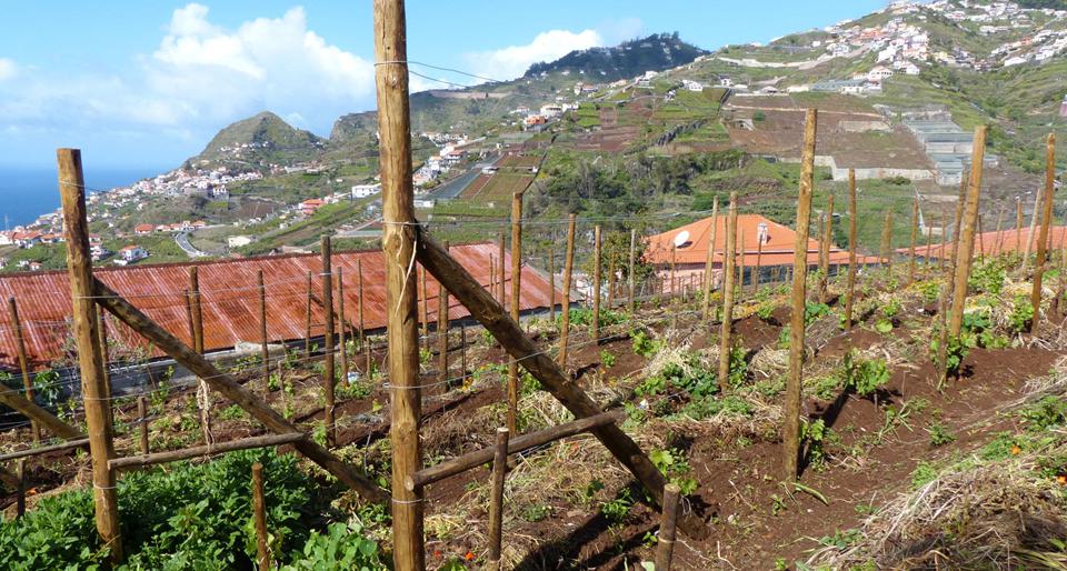 Estreito de Câmara de Lobos Foto: 5 van 5