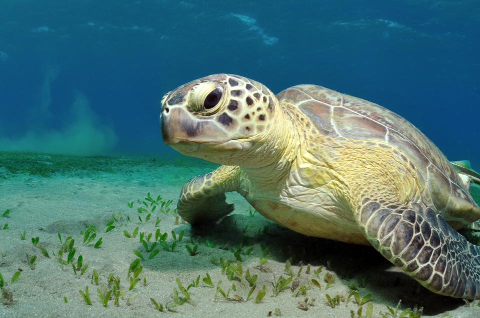 Marsa Alam Foto: 6 van 7