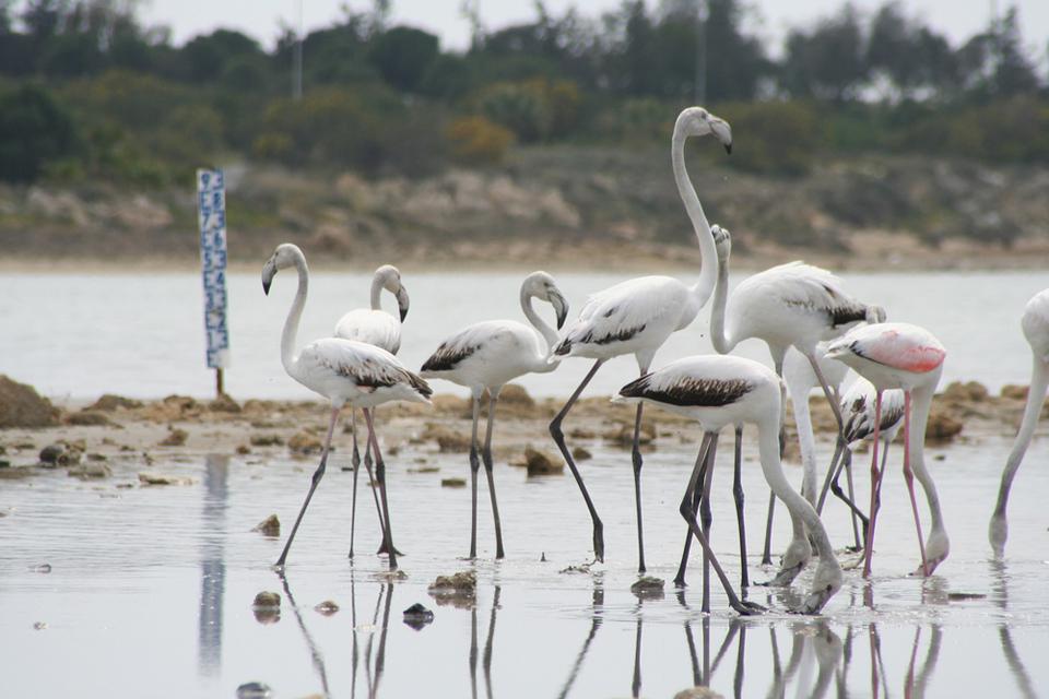 Larnaca Foto: 7 van 7