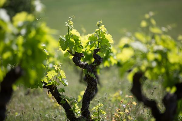 Foto van Carnoux en Provence