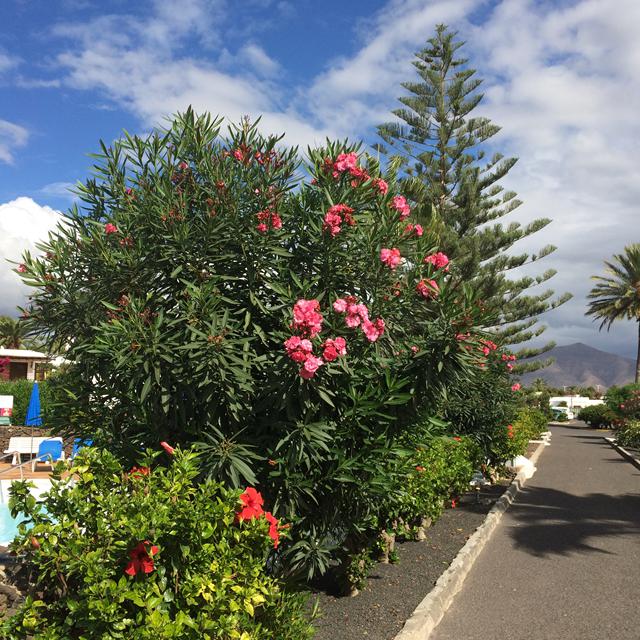 bungalows-casas-del-sol