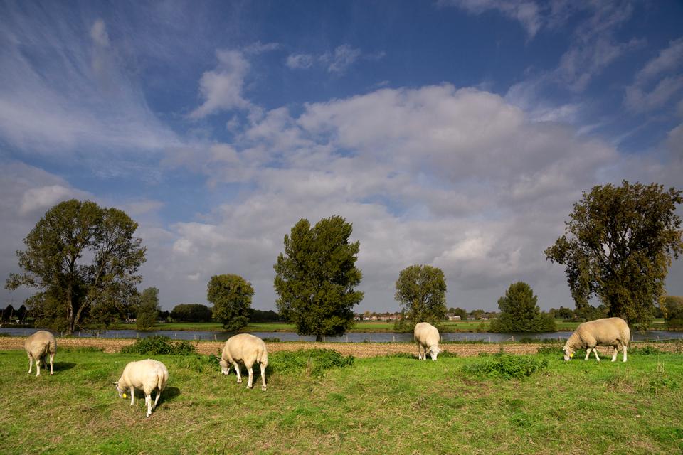 Linden Foto: 1 van 1
