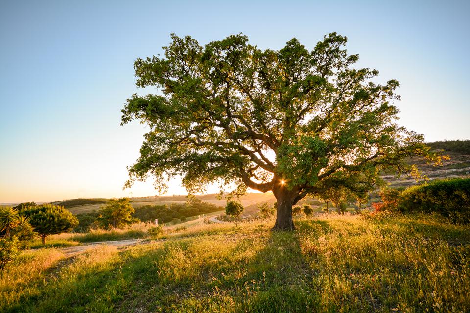 Alentejo Foto: 1 van 1