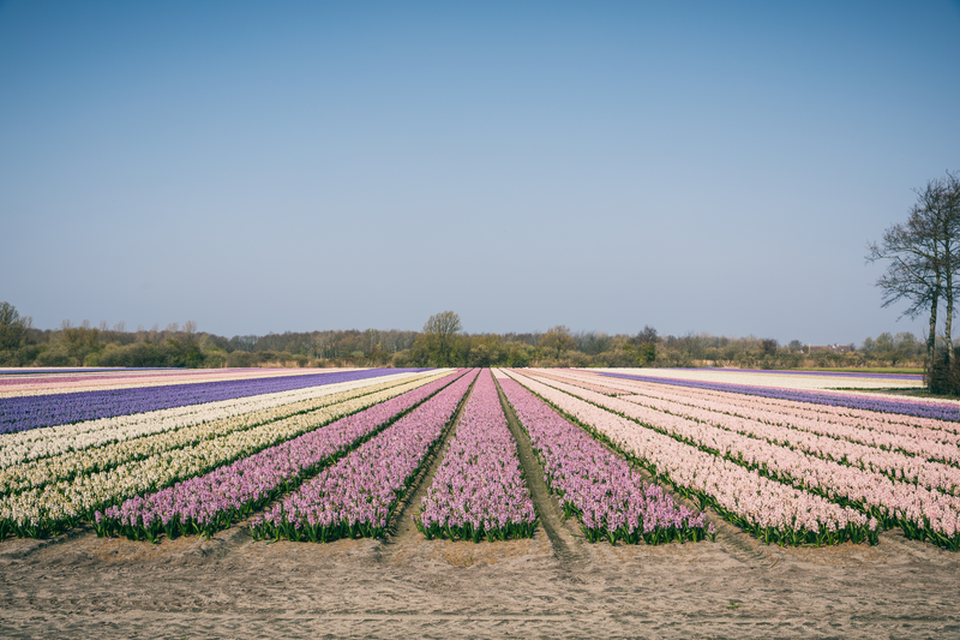 Noordwijkerhout Foto: 1 van 1
