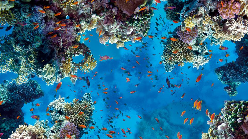 Sahl Hasheesh Foto: 4 van 4
