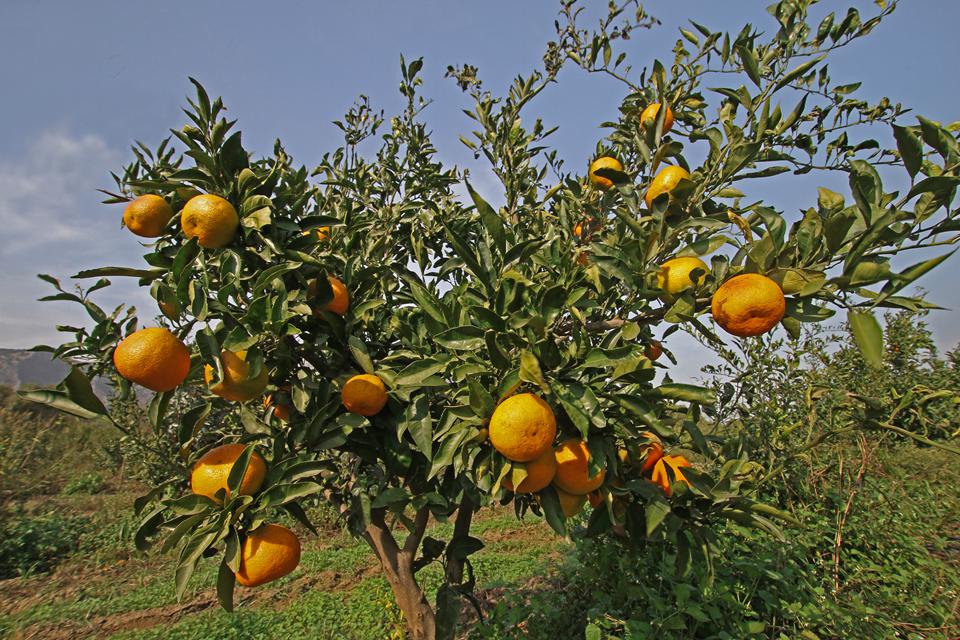 Gümüldür Foto: 2 van 4