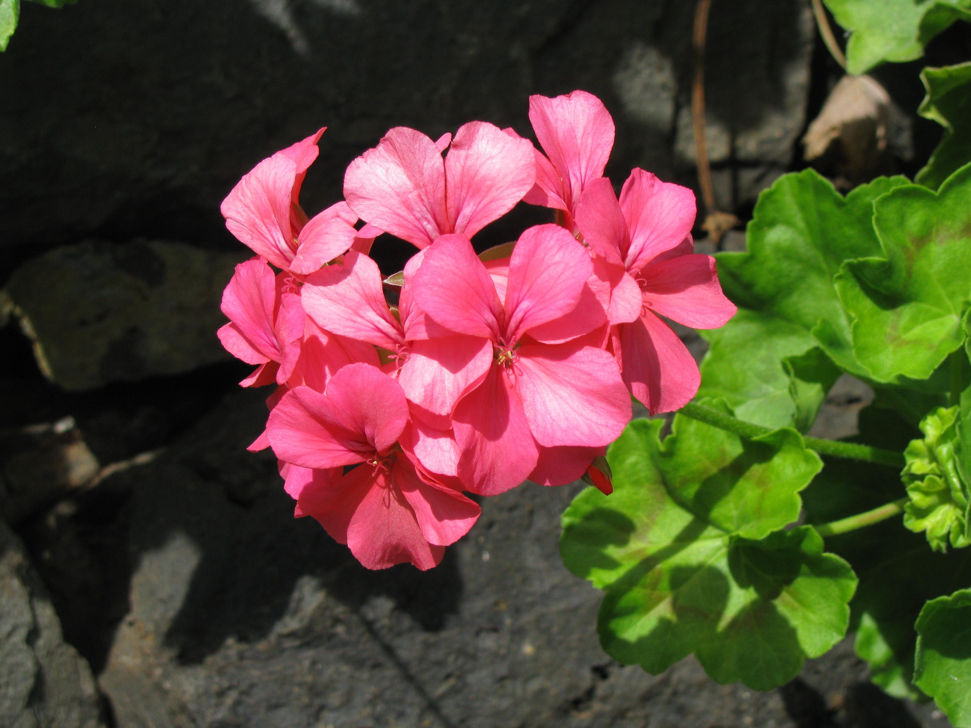 Santo António da Serra Foto: 2 van 4